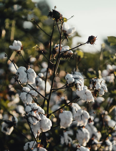 Cotton plant with white cotton bolls against a blurred natural background
