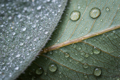ZENOLOGY-Eucalyptus-Sage
