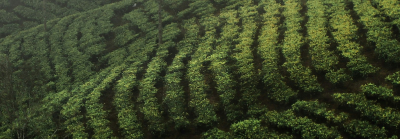 Camellia Sinensis Collection